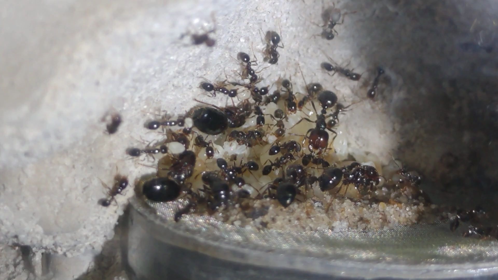 黑火蚁01 solenopsis xyloni,北美本土火蚁,可与入侵火蚁杂交