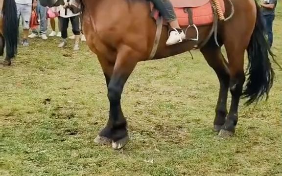 [图]＂骏马奔驰在辽阔的草原上 马背上的民族 骑马 民族特色民族文化_7278848814872595749