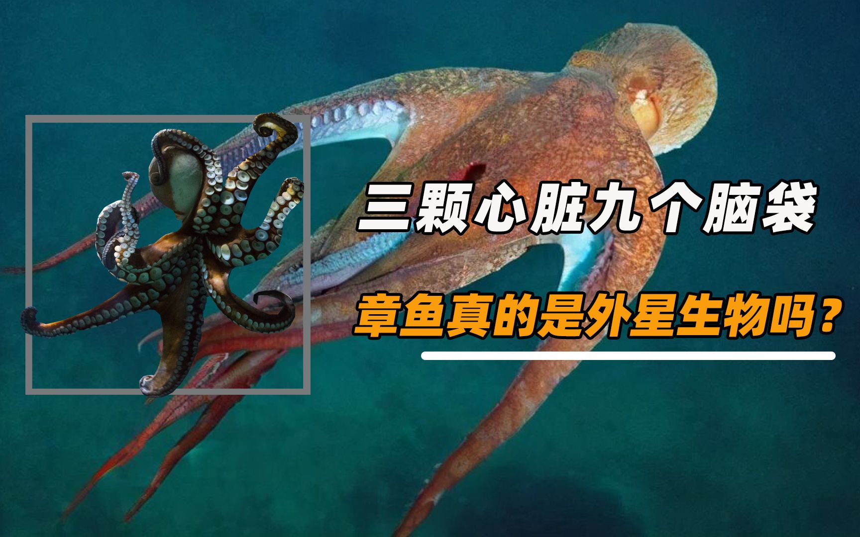 三颗心脏九个脑袋,可以编辑自身rna,章鱼真的不是外星生物吗?