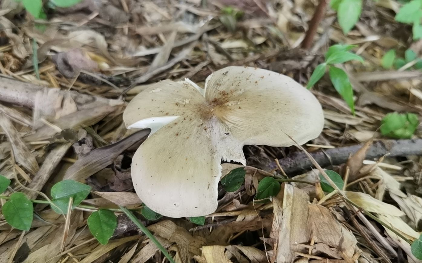 妈妈在竹林里发现一颗鸡枞菌,我又跑到到茶山上去找,结果傻眼了