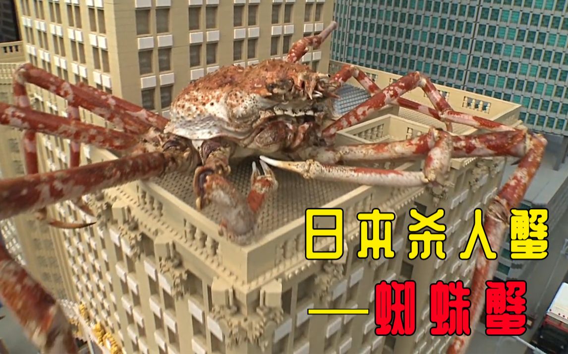 传说中杀了60人的日本蜘蛛蟹,可能并不是你了解的那样臭名昭著!