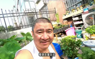 Tải video: 朋友老家农村院外有空地，看我给准备了什么品种的绣球？