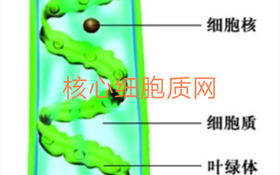 水绵体核心细胞质网和内部结构叶绿体等哔哩哔哩bilibili