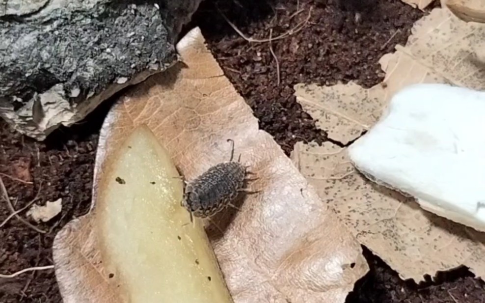 可爱鼠妇吃水果ing