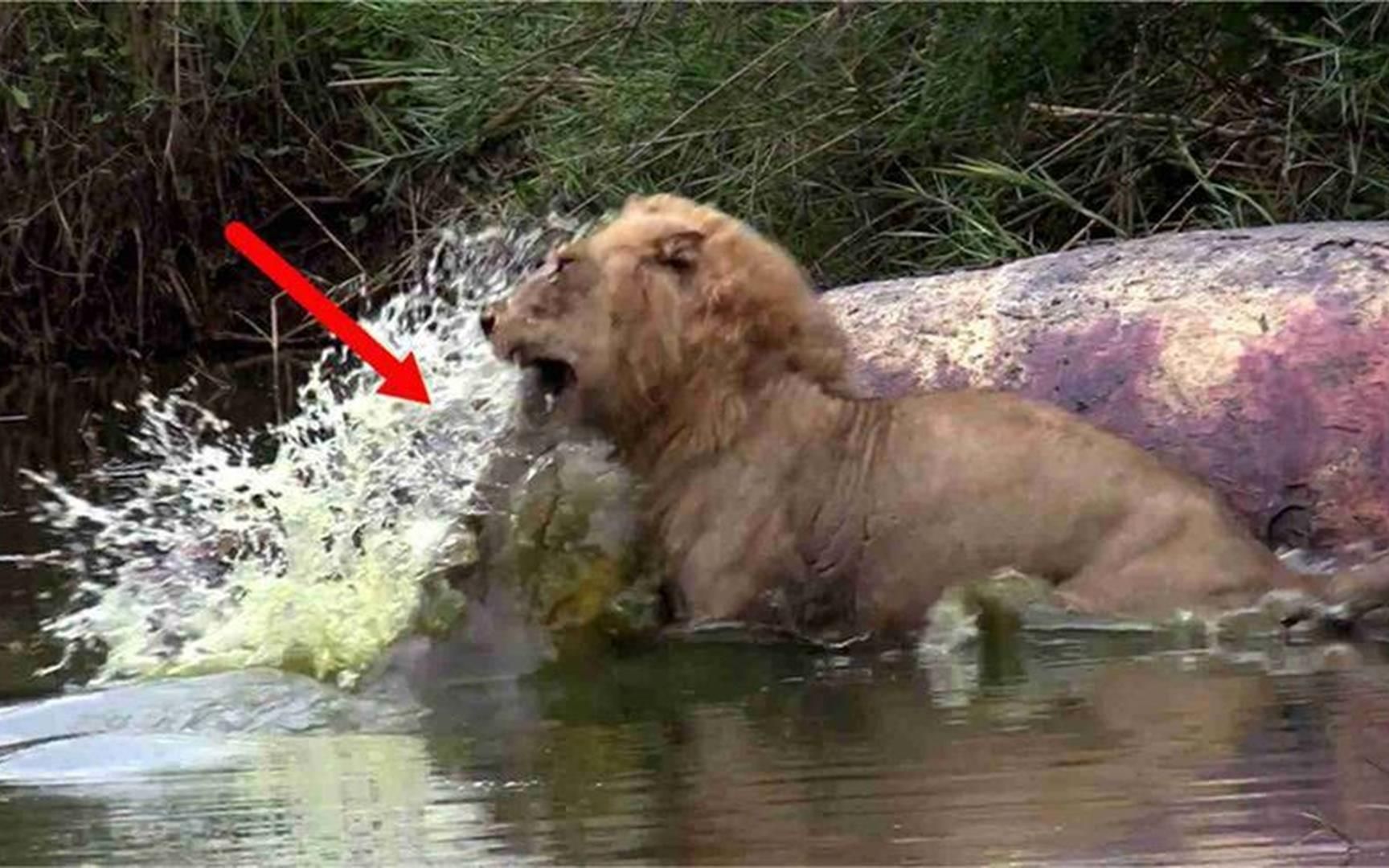 雄狮正在吃肉,一道"黑影"就猛蹿而出,狮子秒被"开膛破肚"!