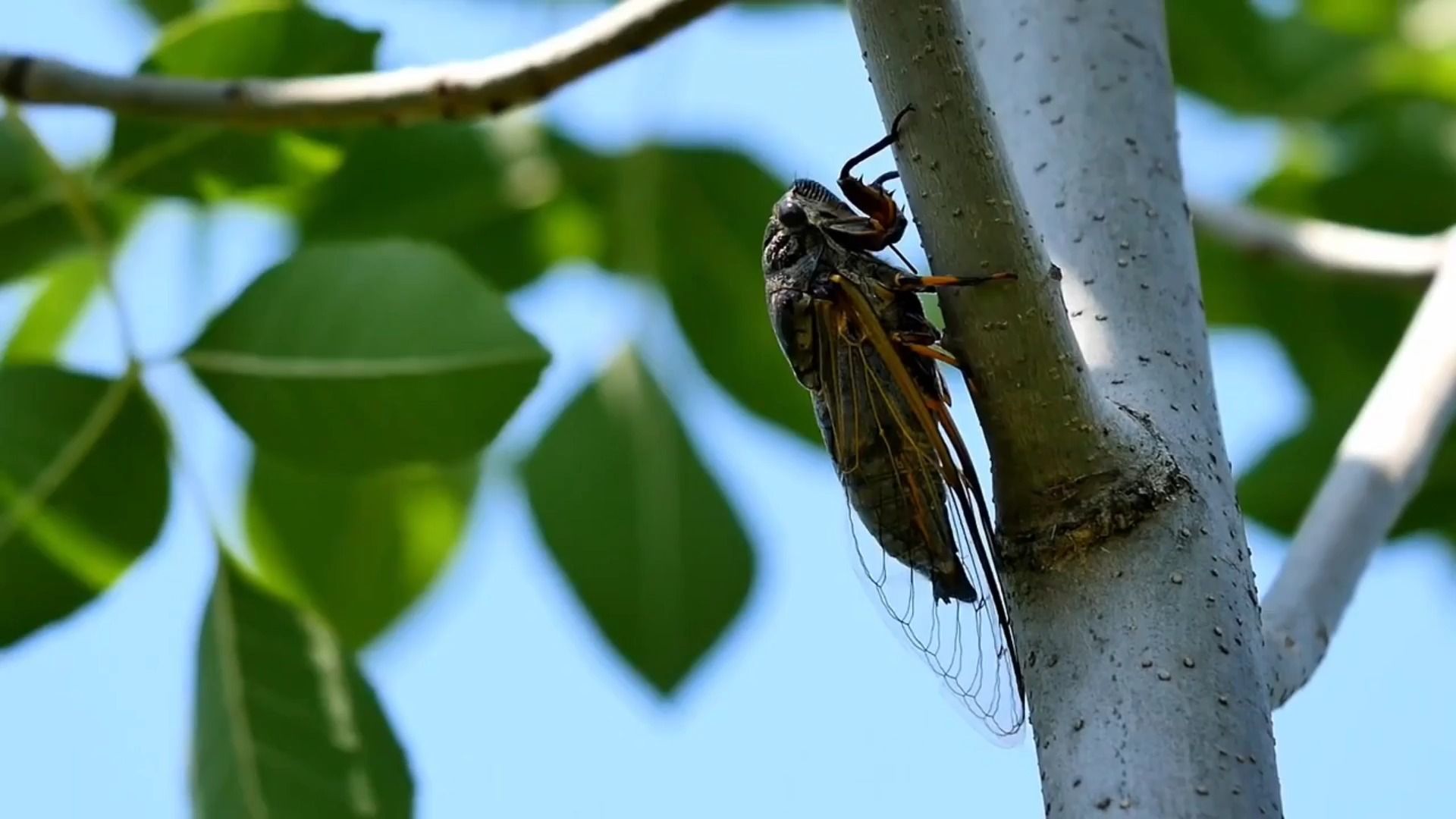 夏天里,为什么蝉一直叫不停?揭开蝉鸣背后的奥秘