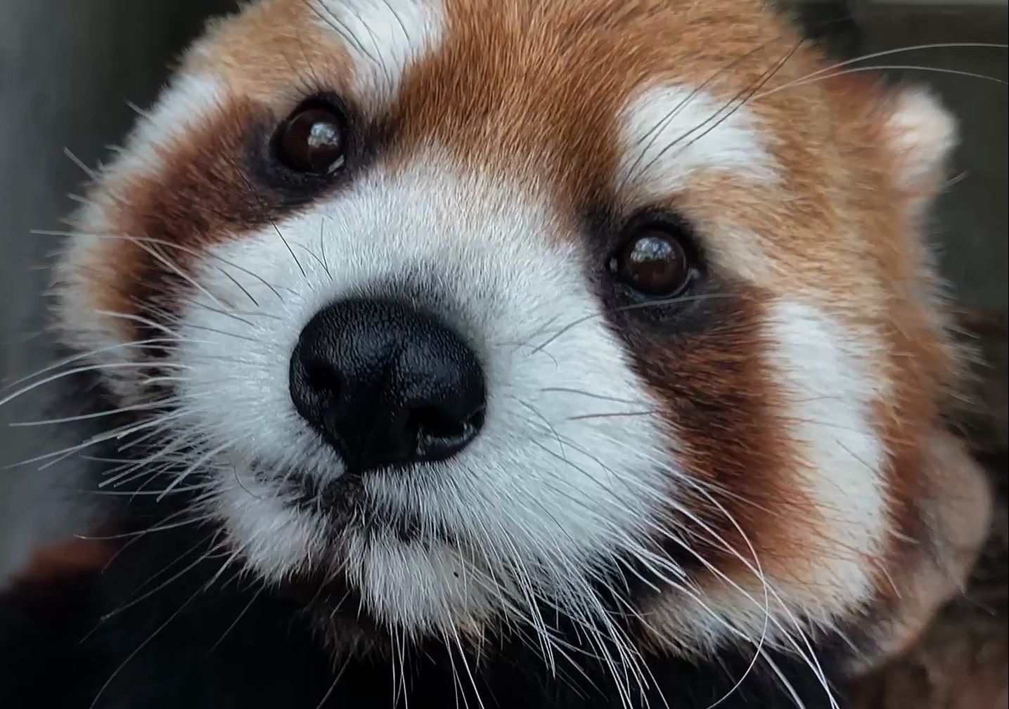 你个小包子脸好奇心还挺强的【小熊猫】麻球宝宝