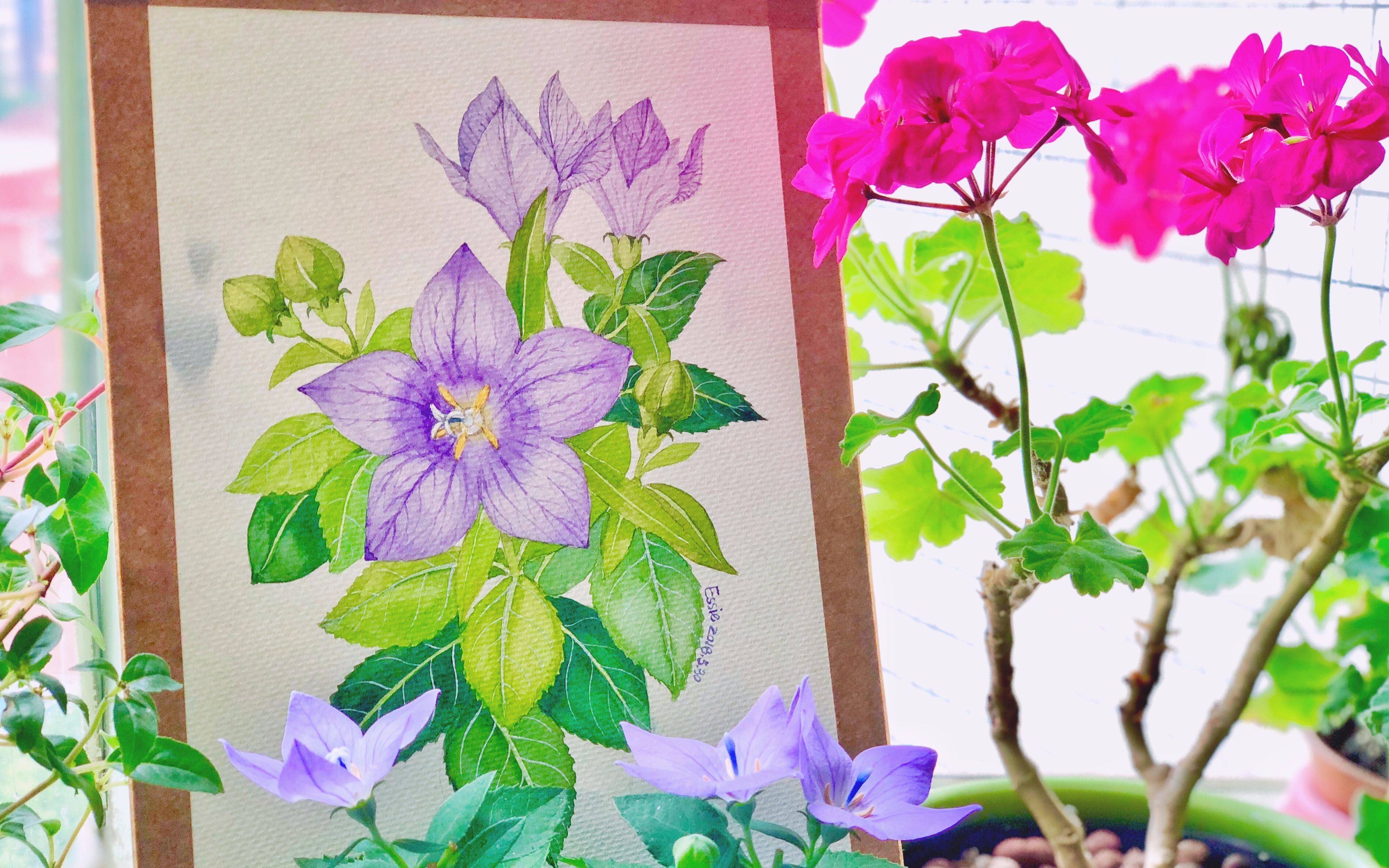 【essie手绘】桔梗花