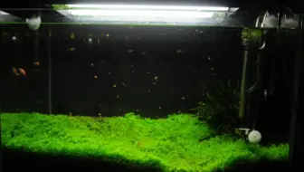 生态草缸省钱技巧 我就养个鱼 为什么要买那么贵的水草灯 普通家用照明足矣 哔哩哔哩 Bilibili