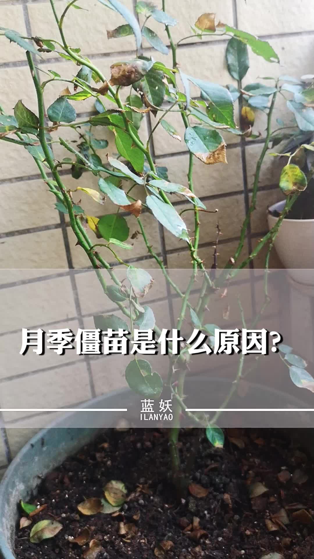 月季僵苗后该怎么处理?看看我是怎么妥善处理的...哔哩哔哩bilibili