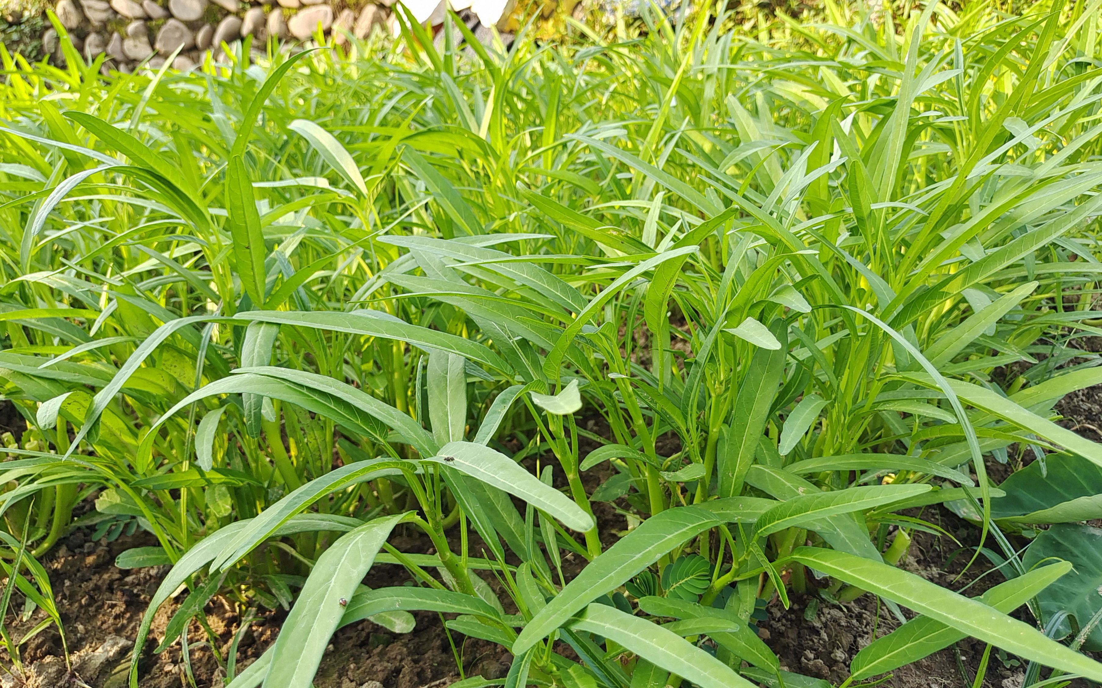 空心菜种植小技巧,地里撒点它,长得旺盛而嫩绿,吃都吃不赢