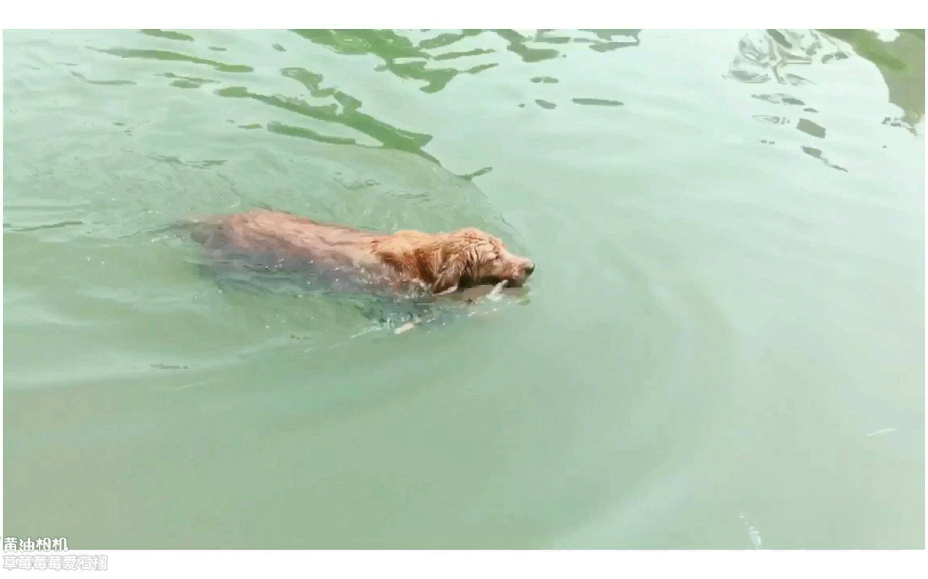 【小金毛】教你如何优雅的狗刨式游泳,谁说狗刨式难看我打他哦!