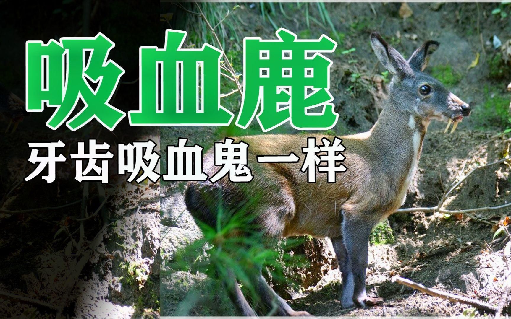 长獠牙的素食动物,因能产麝香,是国保却能养的林麝