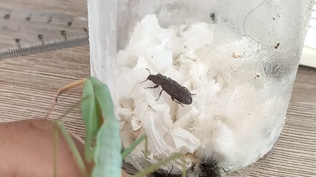 戏弄马来西亚亮斧螳