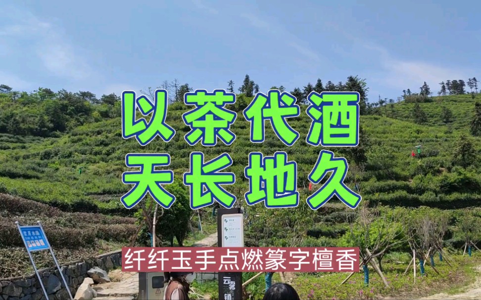 以茶代酒天長地久在最美的高山茶園遇見你陳瑞茶相思