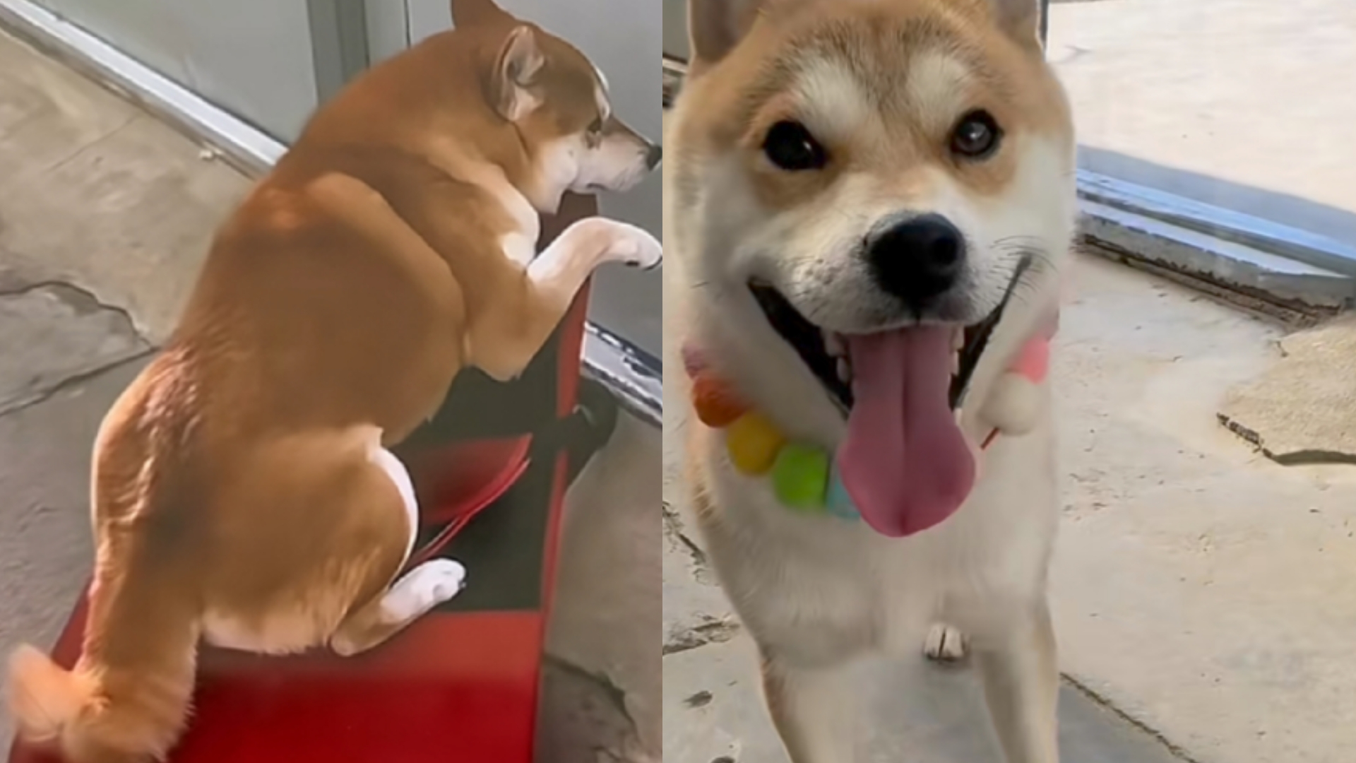 播放抖音神犬=抖音神曲是啥东西