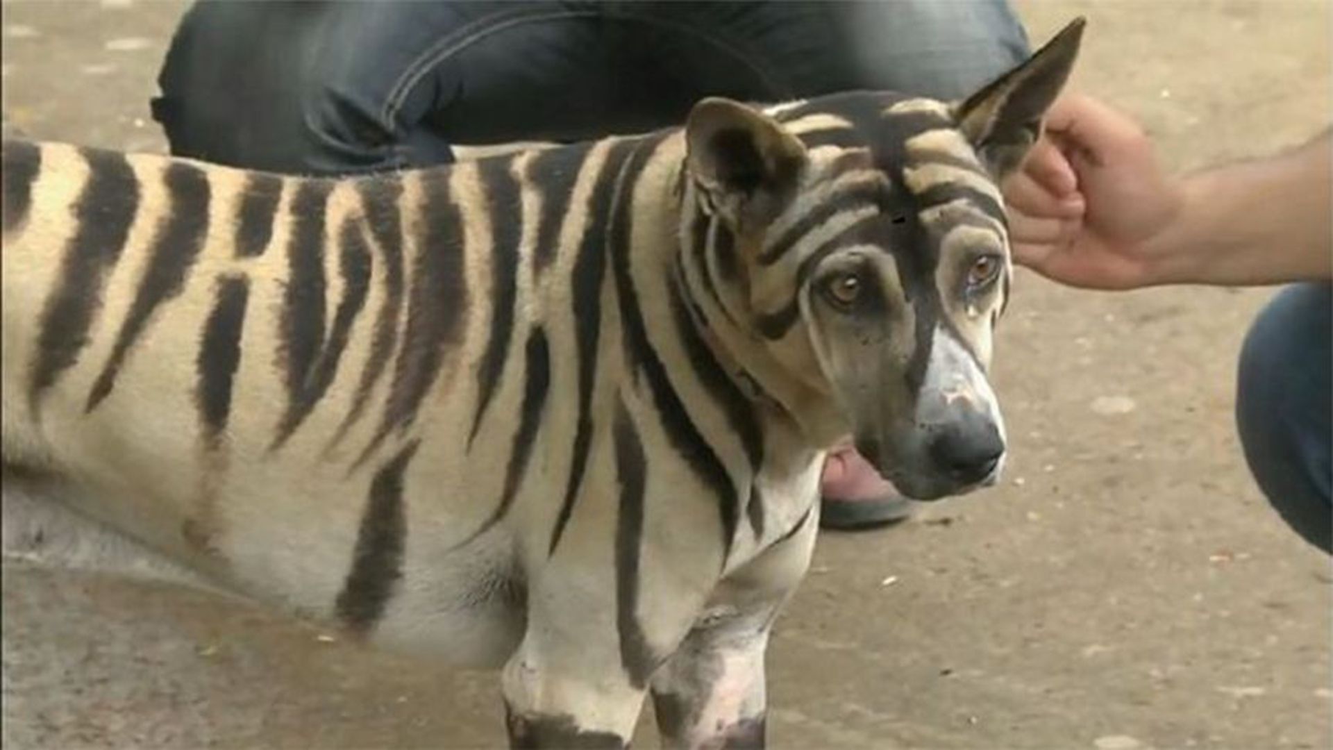 狗狗出门总被欺负,当它被画成老虎,从此之后出门都横着走