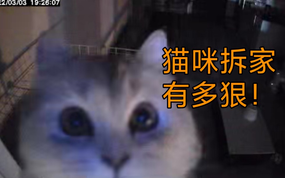 [图]我被隔离的7天，就是猫咪拆家的七天！！啊！！！！！！！！谁说的猫咪温顺可爱！！！啊！！！！！！