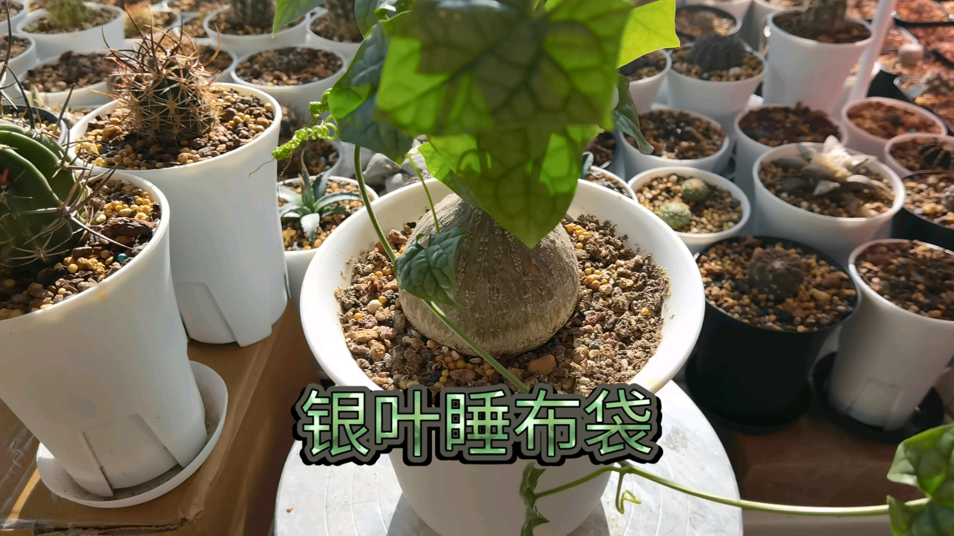 银叶睡布袋开花图片