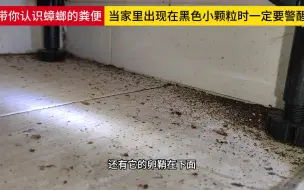 下载视频: 教你认识蟑螂的粪便