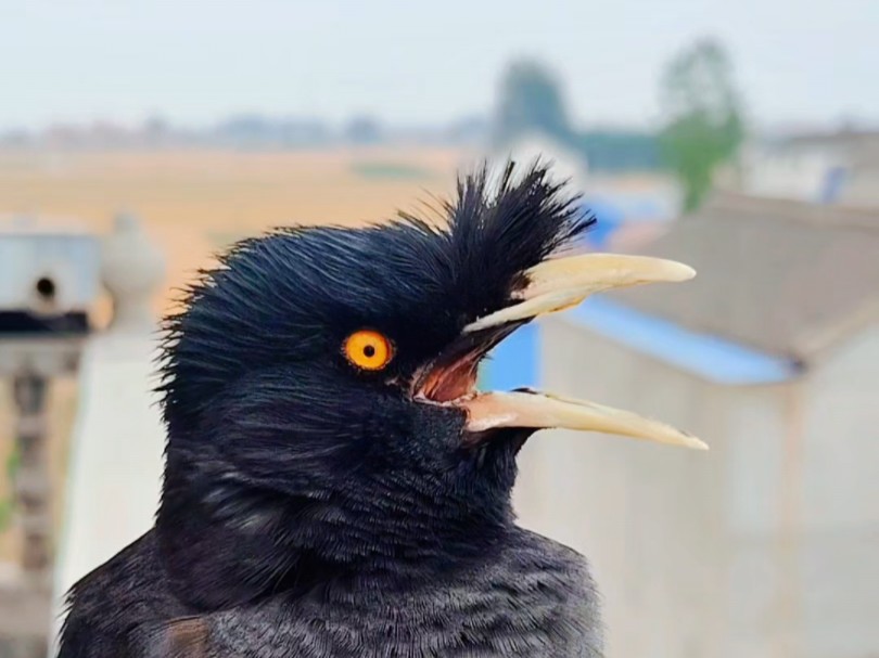 八哥小鸟唱着歌儿说情人节它收到了两份礼 嘿嘿