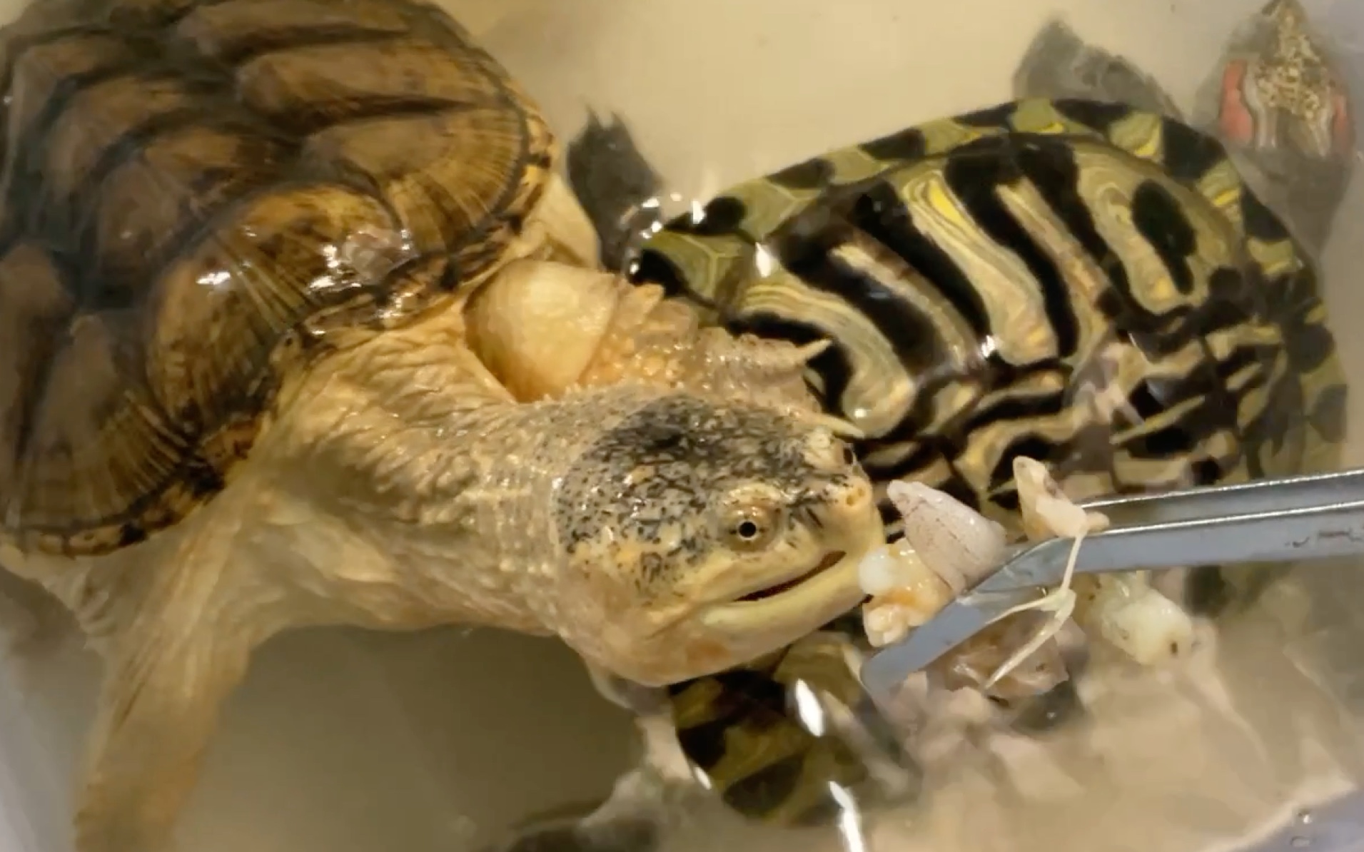 鳄龟vs巴西龟图片