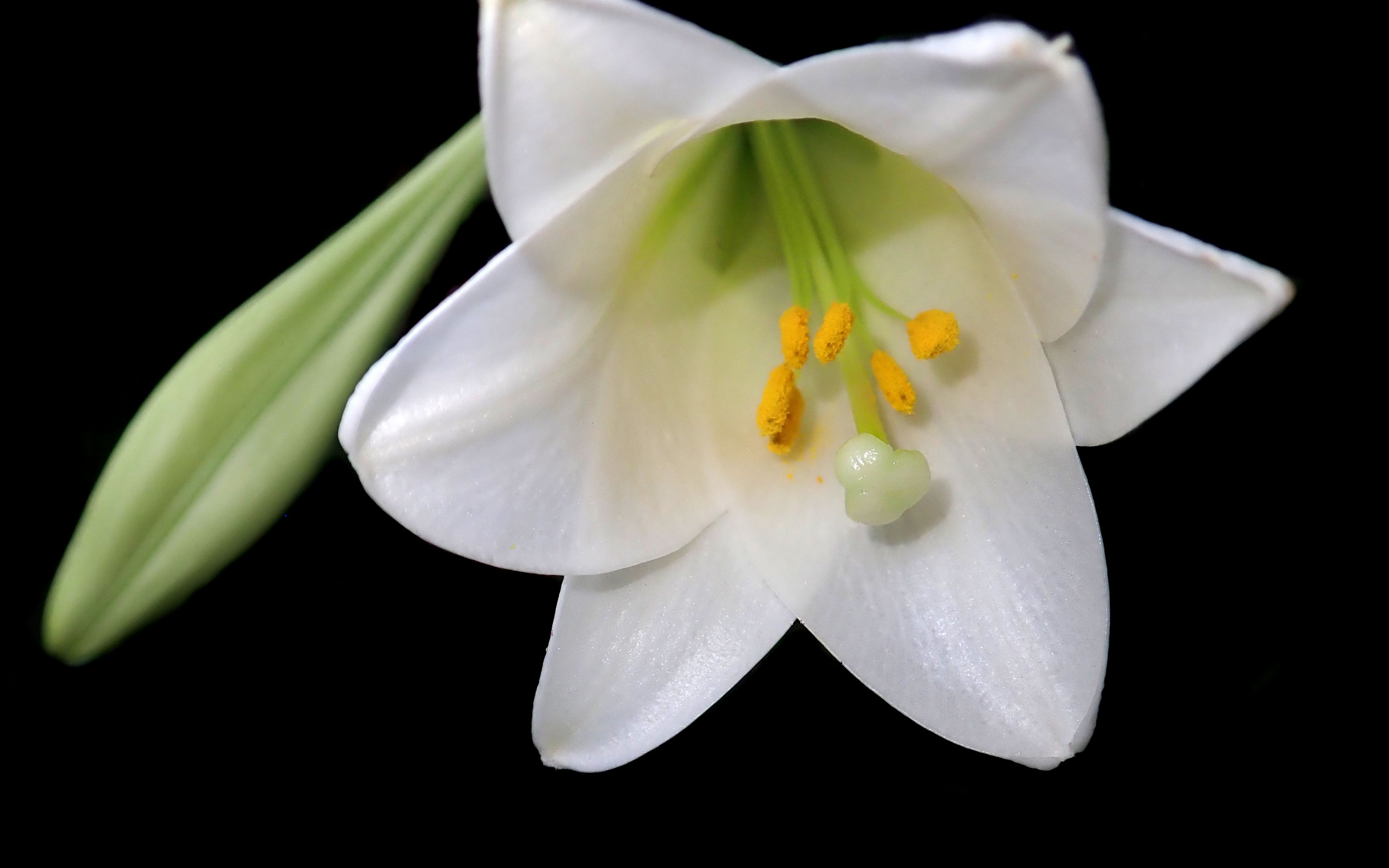 快速了解护肤小常识,白花百合花含丰富活性养分,皮肤好的都知道