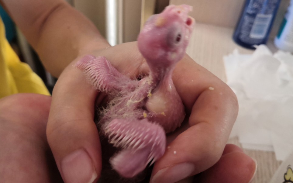 【玄凤鹦鹉】第8天,鼻上小呆毛雏形已现,都翅膀打拍子吃奶超可爱