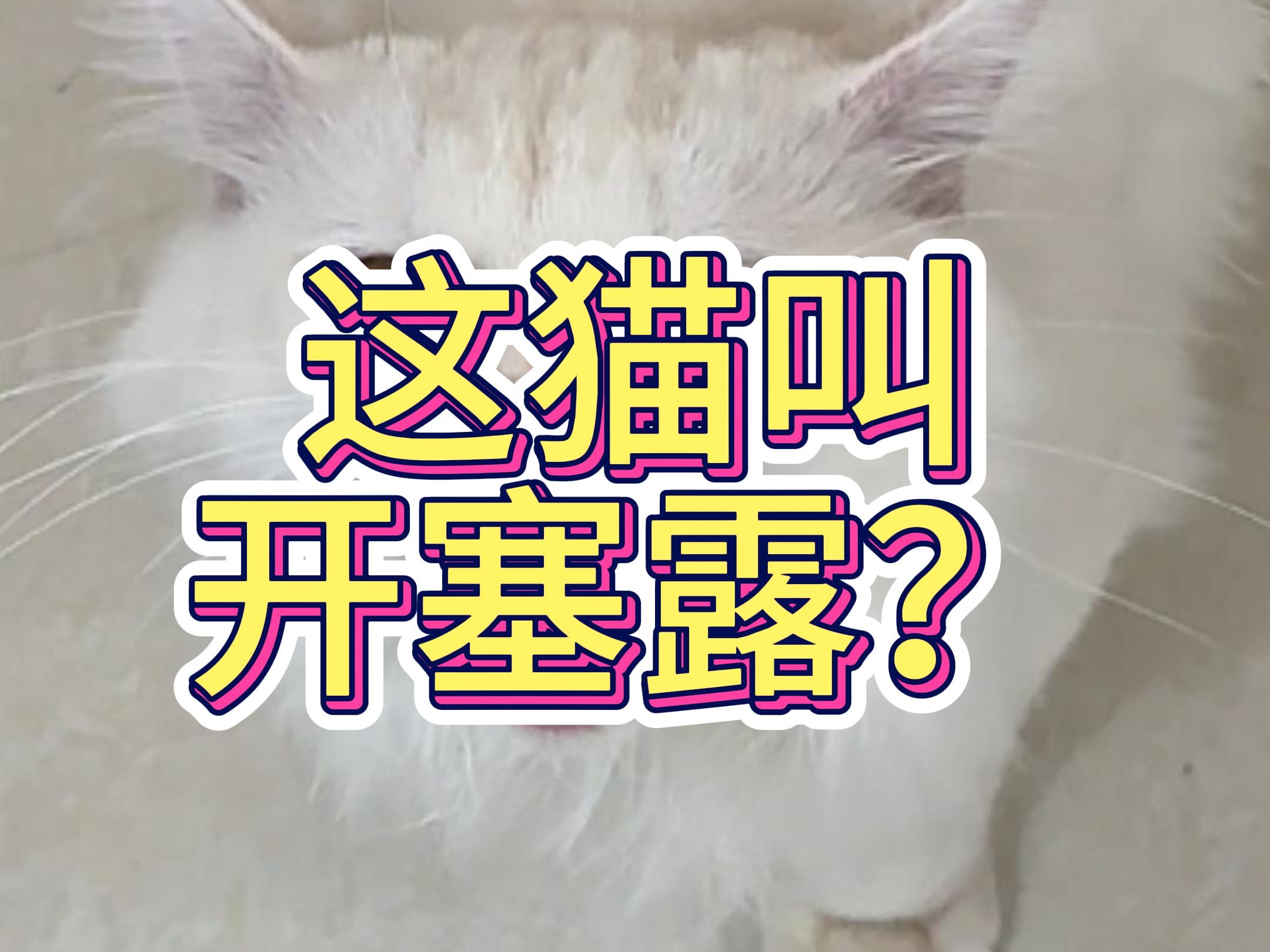 这猫叫开塞露？
