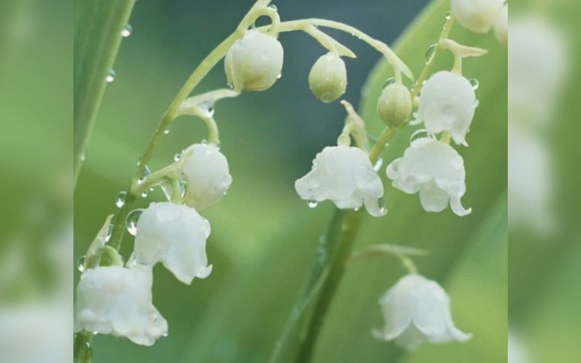 [图]Le temps du Muguet (翻唱： Peroline）