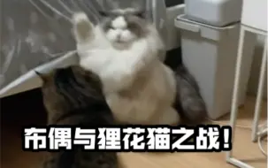 Télécharger la video: 布偶与狸花猫之战！