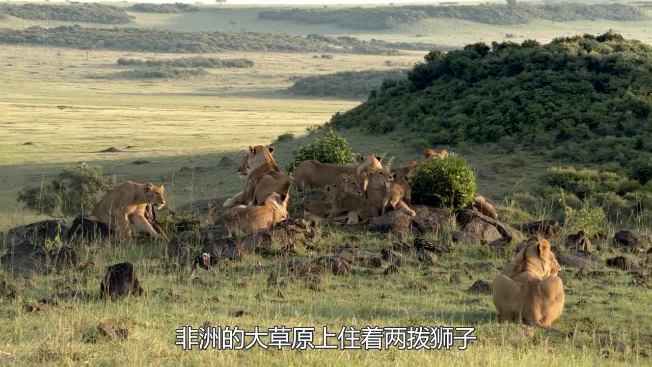 非洲大草原纪录片央视图片