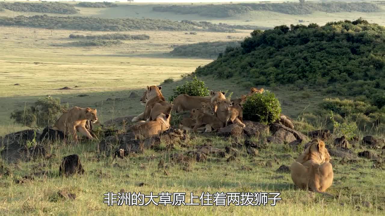 非洲大草原纪录片狮子图片