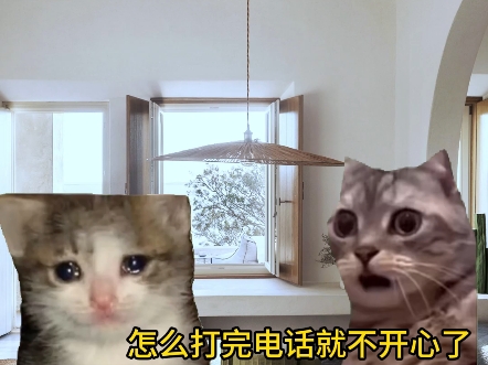 留学生重新定义堕落 #留学生 #留学 #留子 #猫meme哔哩哔哩bilibili