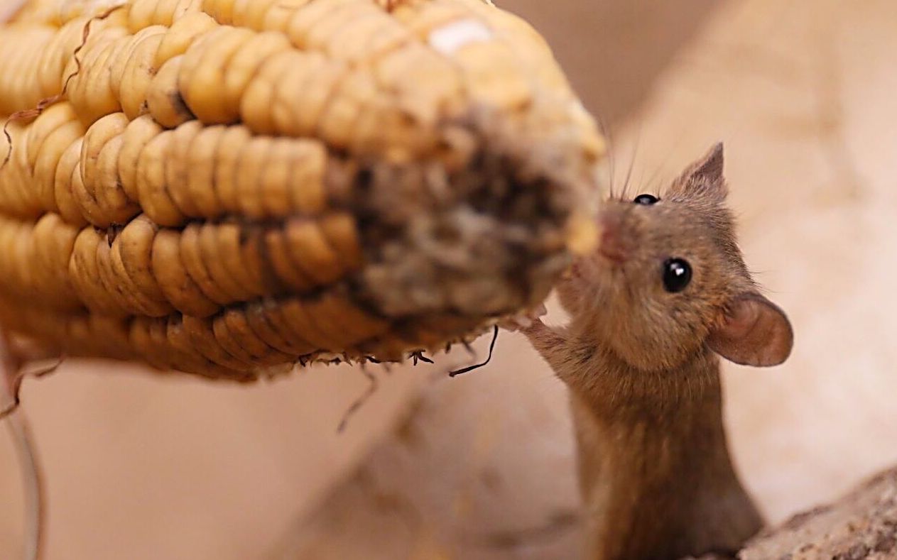 罕见!这么萌的老鼠打架你见过吗?