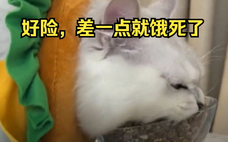 小猫咪:好险,差一点就饿死了