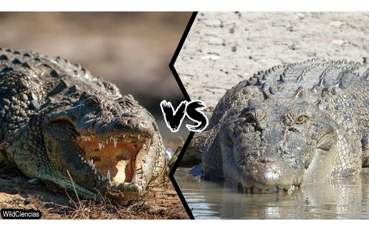 [图]NILE CROCODILE VS SALTWATER CROCODILE - Who is the most powerful？