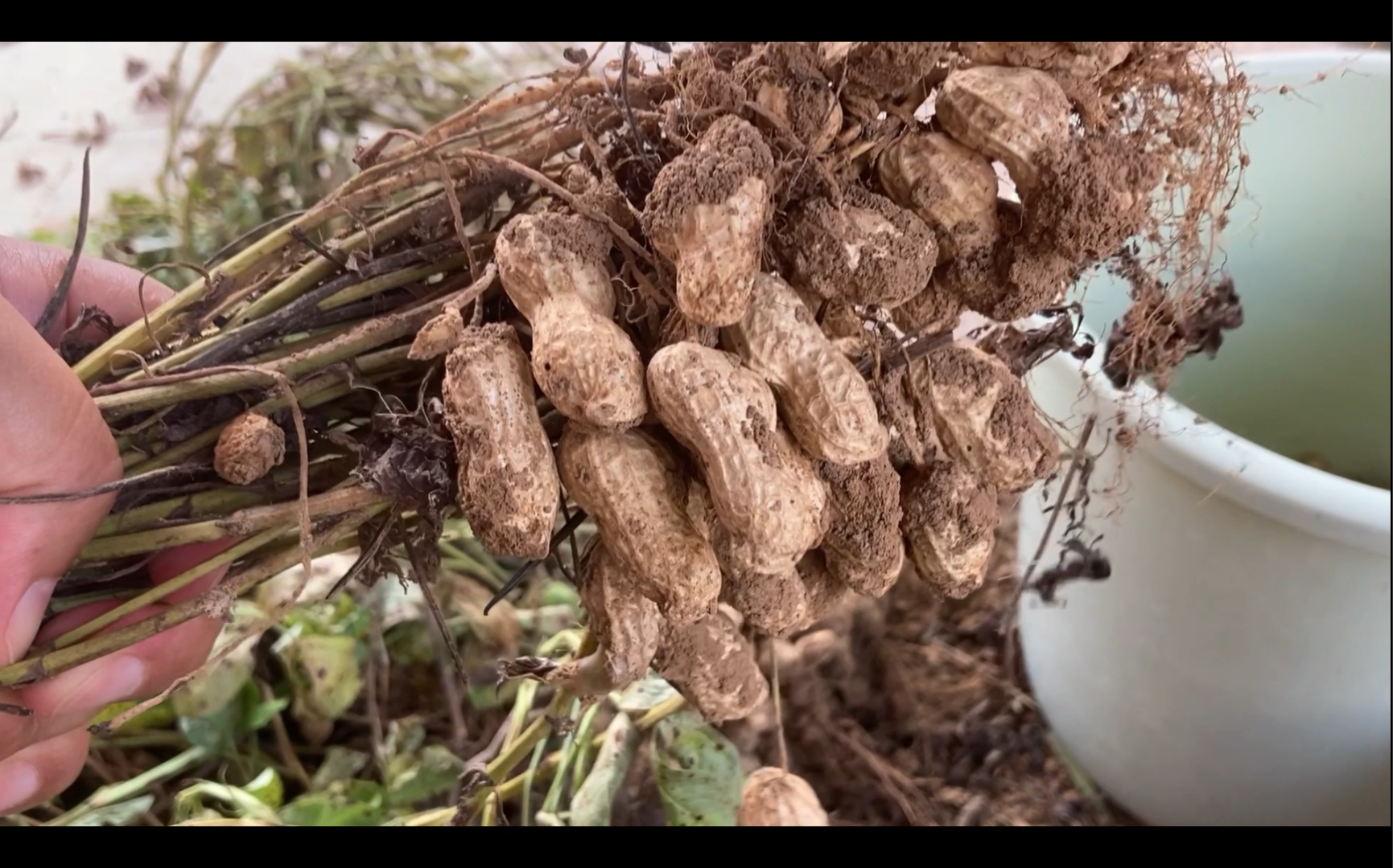 薅花生,老天爷不让收获它就天天下雨