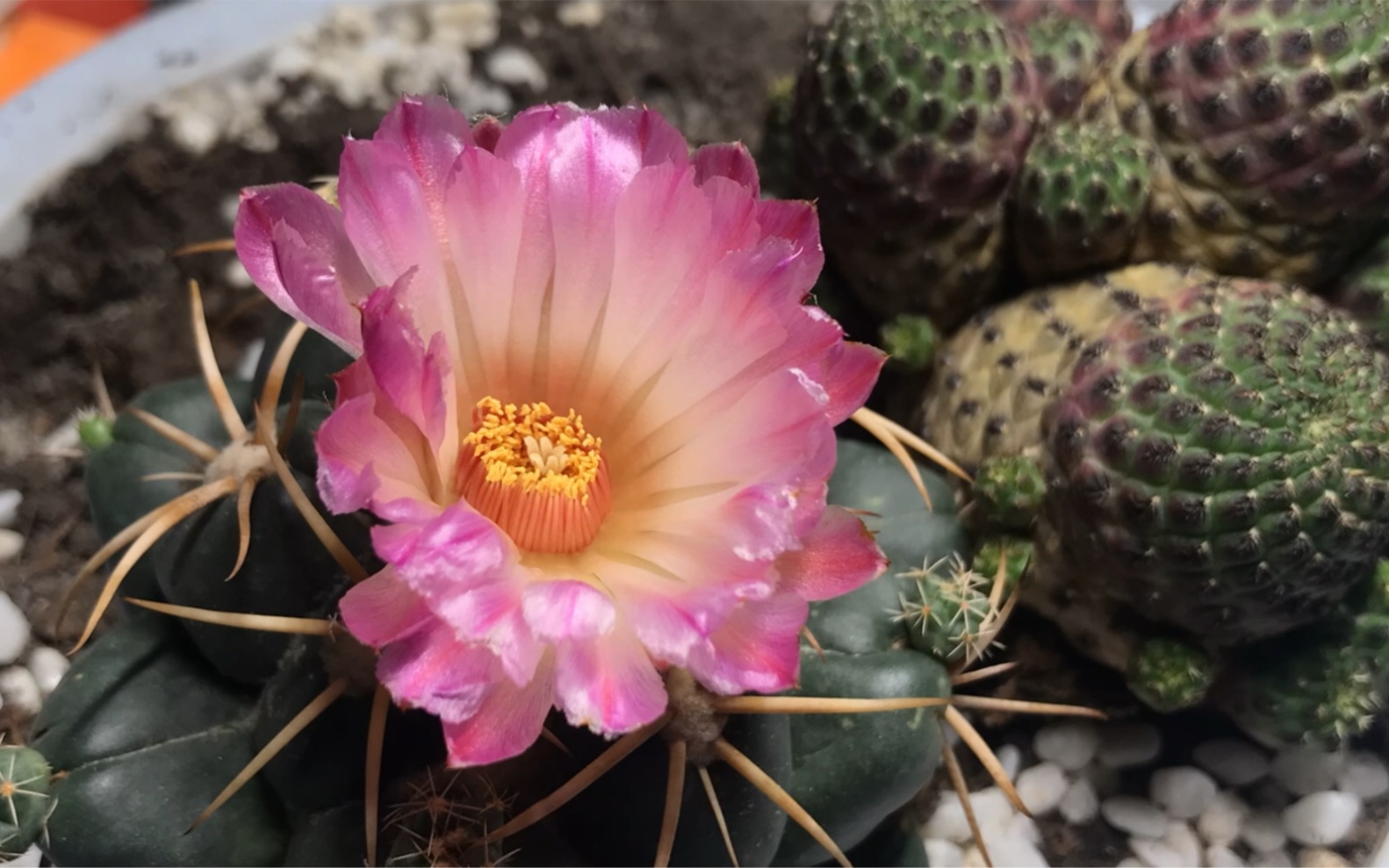 从含苞到盛放再到偷偷藏起来巨象仙人球完整盛开的过程拍摄时长长达