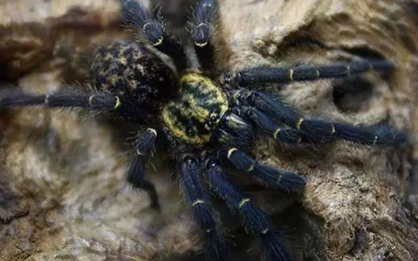 三只加蓬繁星巴布的喂食