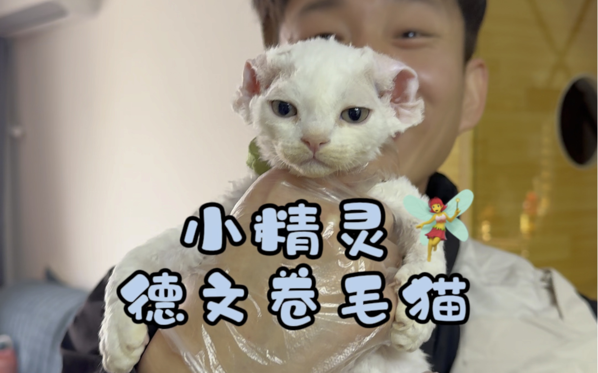 宠物小精灵德文卷毛猫.哔哩哔哩bilibili