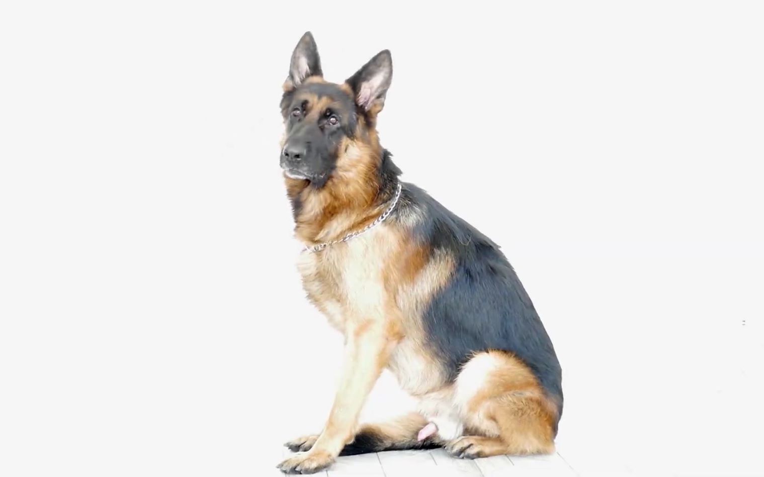 旅途故事毛子狗