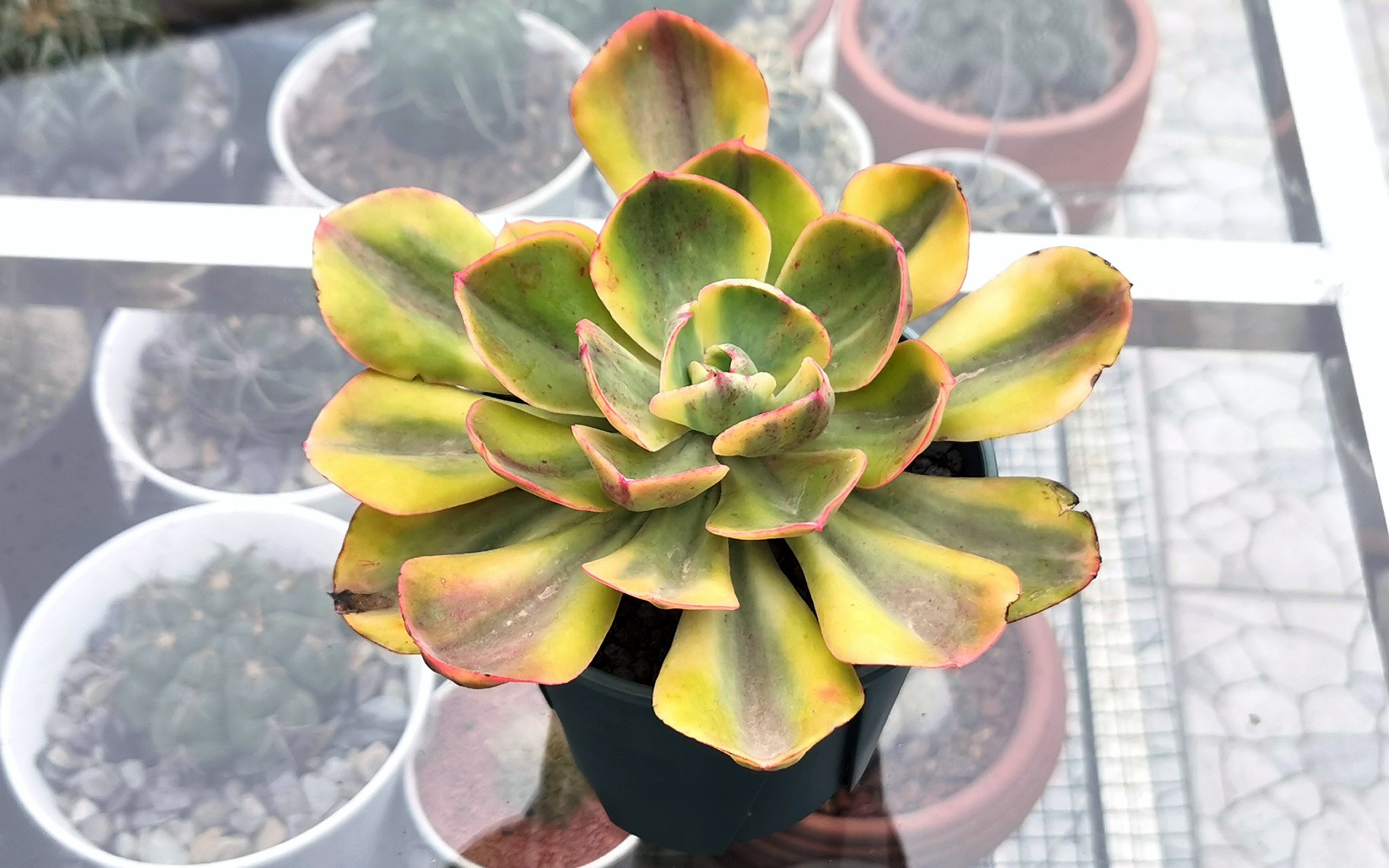 大猫多肉:夕阳牡丹锦