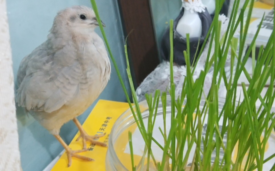 蓝胸鹌鹑小鹌球