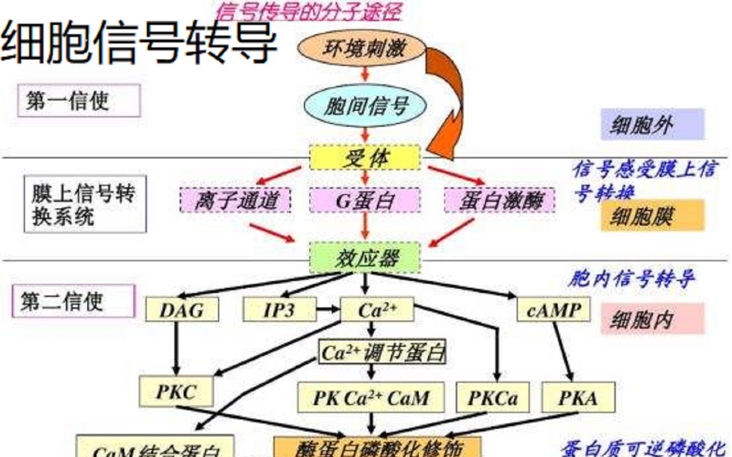 【2020考研细胞生物学 豆豆犟 第九章细胞信号转导