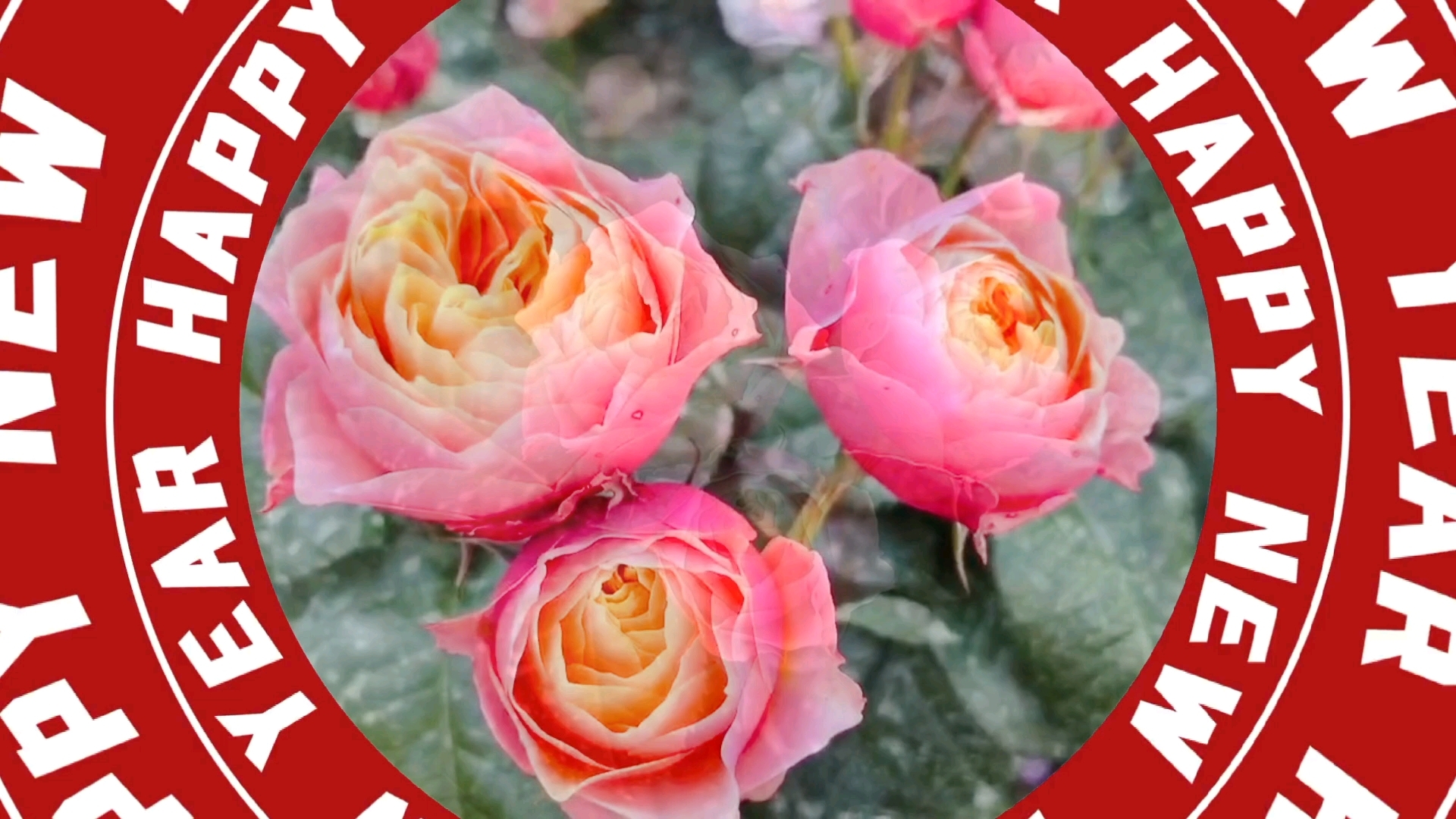 粉红的花朵,美丽动人!快乐时光瞬间感觉!