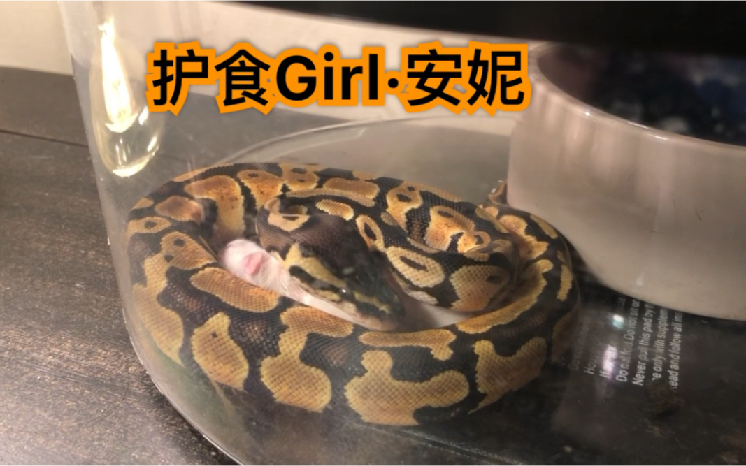 活动作品蜡笔安置球蟒安妮の大型找头现场