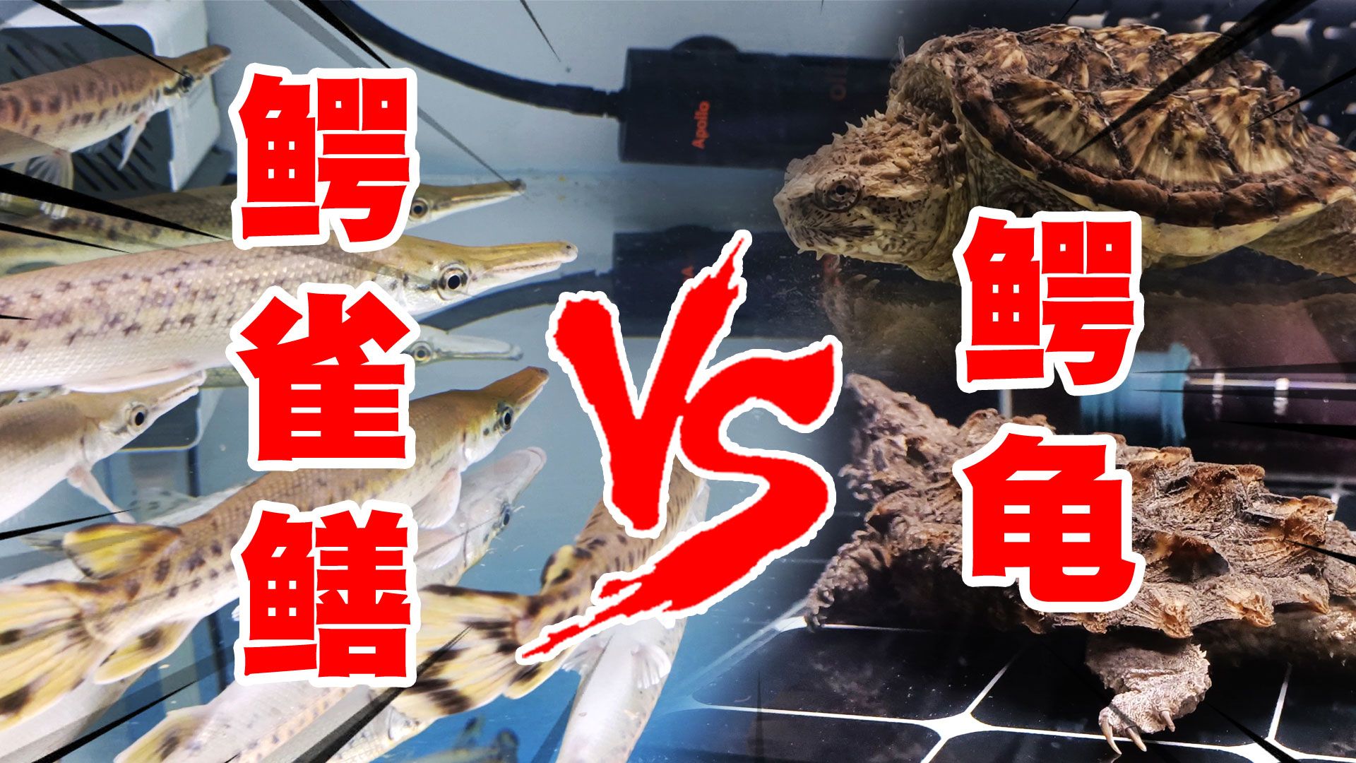 鳄雀鳝和鳄龟,哪一个更厉害?