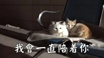 Download Video: 一对流浪猫夫妻的爱情