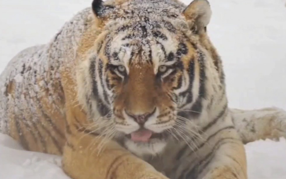 可可爱爱小老虎